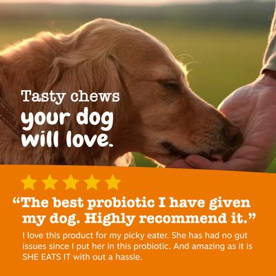 Vet Strength Pre Pro and Postbiotic, Suplemento digestivo y para flora intestinal, Perros. 90 chews