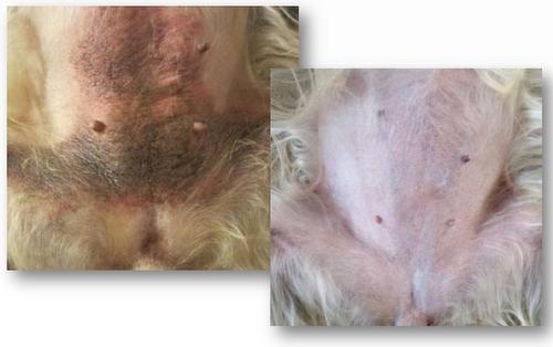 Veterinary Strength Enzymatic Dog & Cat Leave-on Conditioner, 12-fl oz bottle