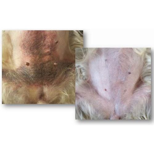 Acondicionador enzimático sin enjuague para perros y gatos de potencia veterinaria, botella de 355 ml