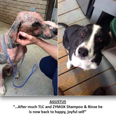 Veterinary Strength Enzymatic Dog & Cat Leave-on Conditioner, 12-fl oz bottle