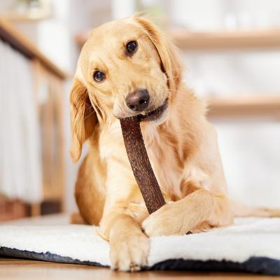 Made in USA Elk Antler Dog Chew, X-Large: 9.5 - 10.5-in