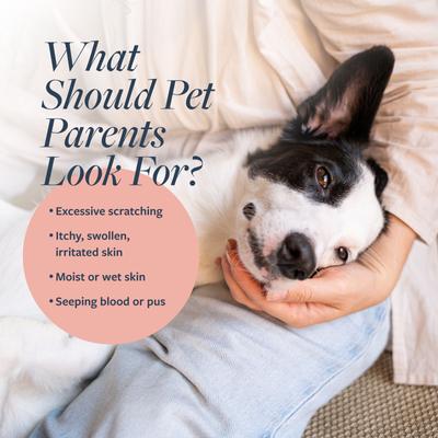 Hot Spot & Itch Relief Medicated Spray, 8-fl oz spray