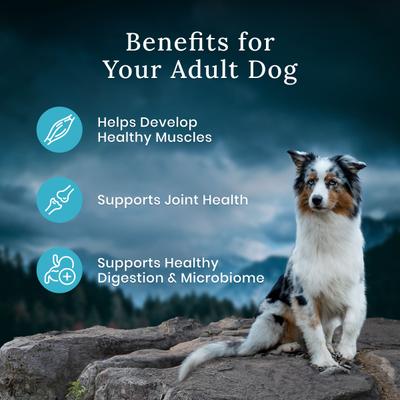 Alimento seco para perros adultos Blue Wilderness Premier Blend con cortes carnosos de pollo, bolsa de 4.5 lb