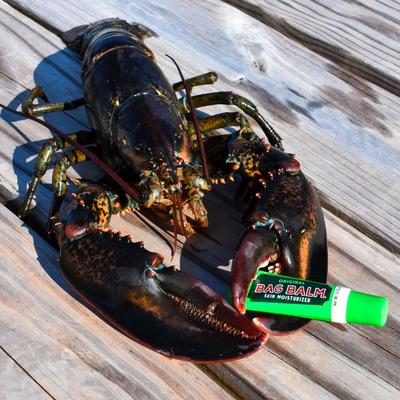 Humectante para nariz, patas y puntos calientes, tubo de 0.33 onzas líquidas