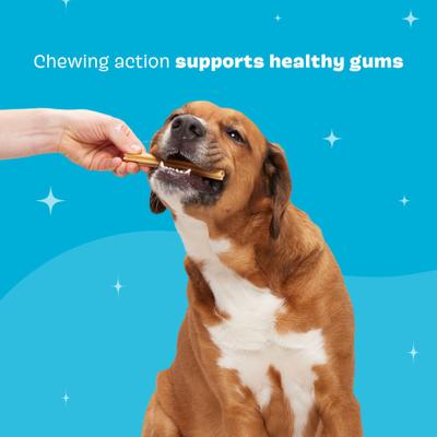 Bright Large Chicken Flavored Dental Dog Treats, 30 count