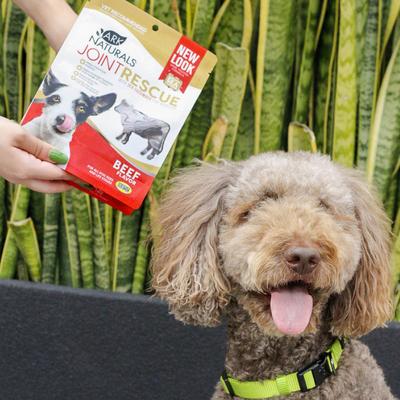 Suplemento masticable blando para articulaciones con sabor a carne de res Joint Rescue para perros, bolsa de 9 oz