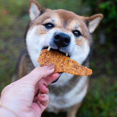 Golosinas para perros con pollo asado lentamente, bolsa de 16 oz