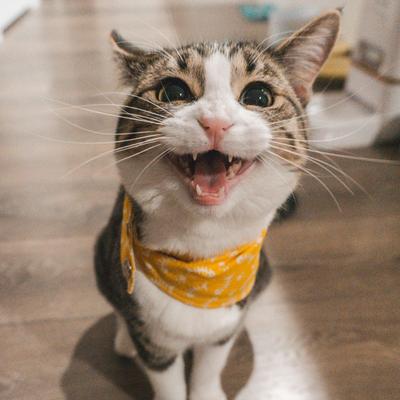 Ear Wipes with Coconut Oil & Aloe Vera for Cats, 100 count