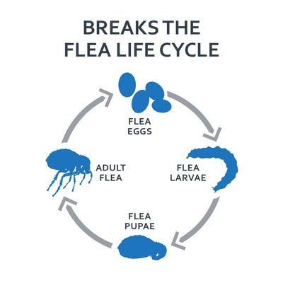 Tratamiento localizado FiproGuard contra pulgas y garrapatas para gatos, 6 dosis (suministro para 6 meses)