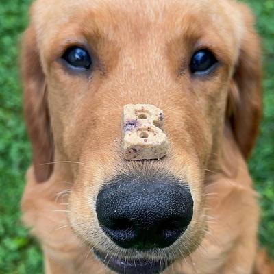 Berries & Cream Soft & Chewy Dog Treats, 6-oz bag