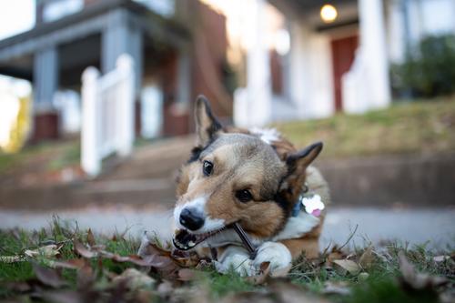 Beef Gullet Sticks Dog Chews, 1.5-lb bag