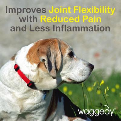 Daily Essentials Multivitamin Senior Dog Supplement, 60 count