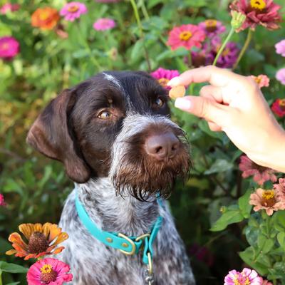 Breath Bursts Peppermint Bits Small Dental Dog Treats, 4-oz bag