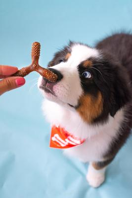 Nutri Dent Easy Hold Trios Dental Dog Treat, Filet Mignon, Medium, 20 count